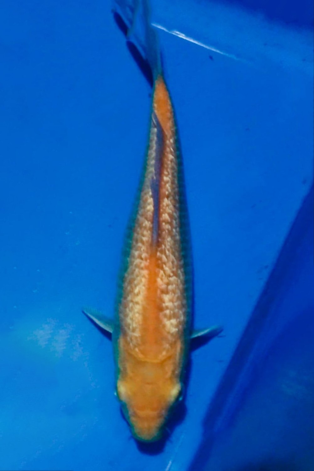 Juara 2