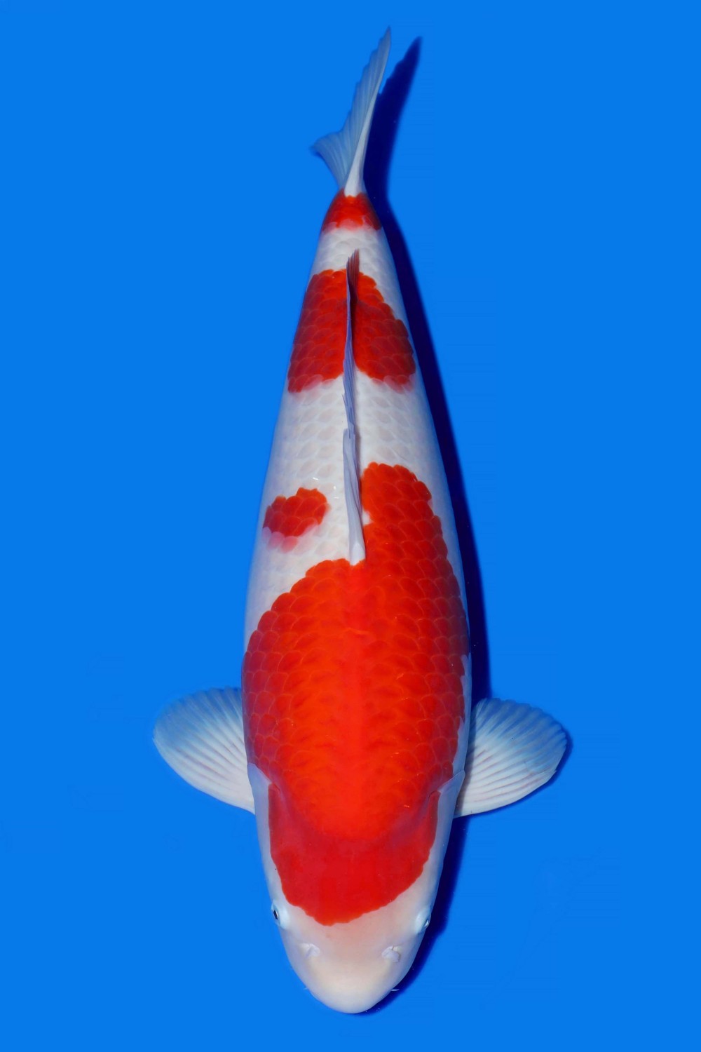 Juara 1