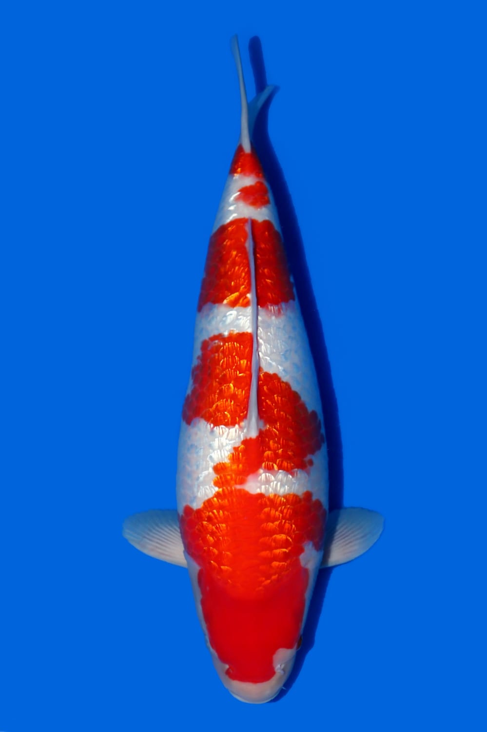 Juara 1