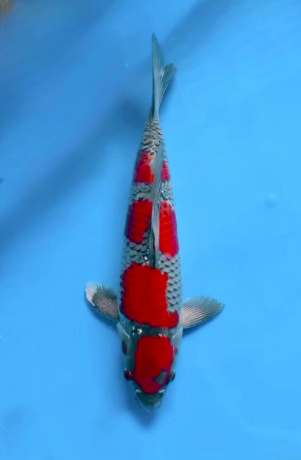 Juara 1