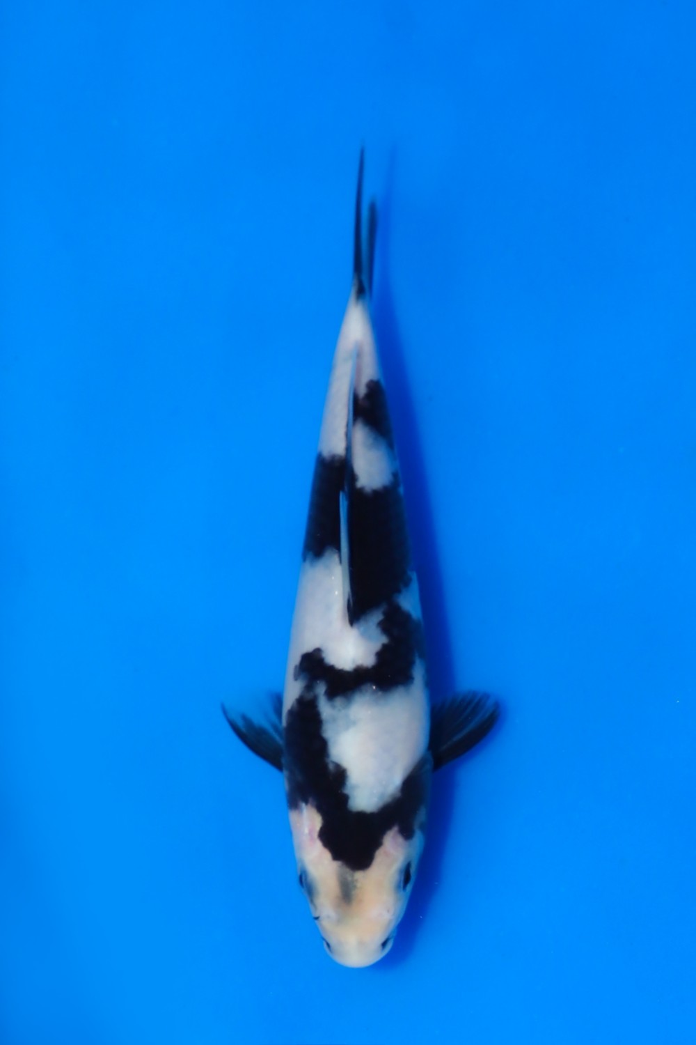 Juara 1