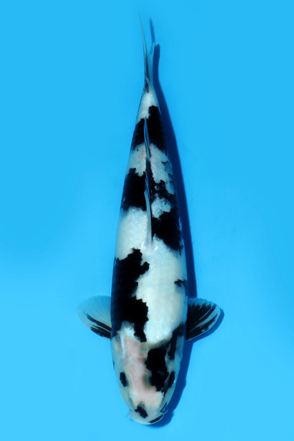 Juara 4