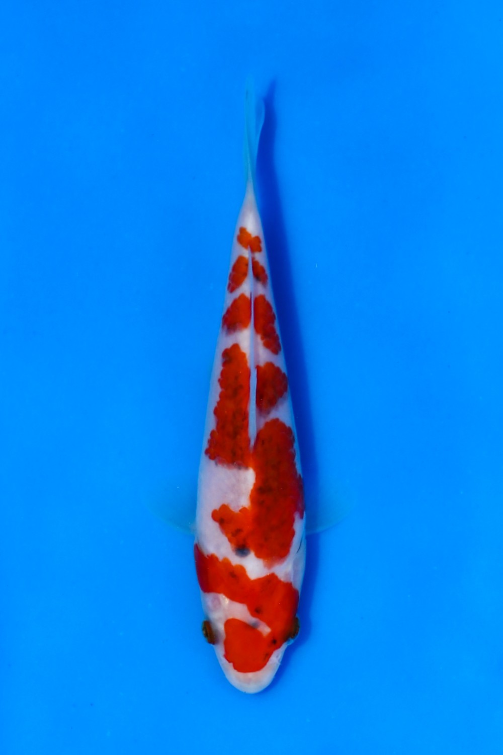Juara 2