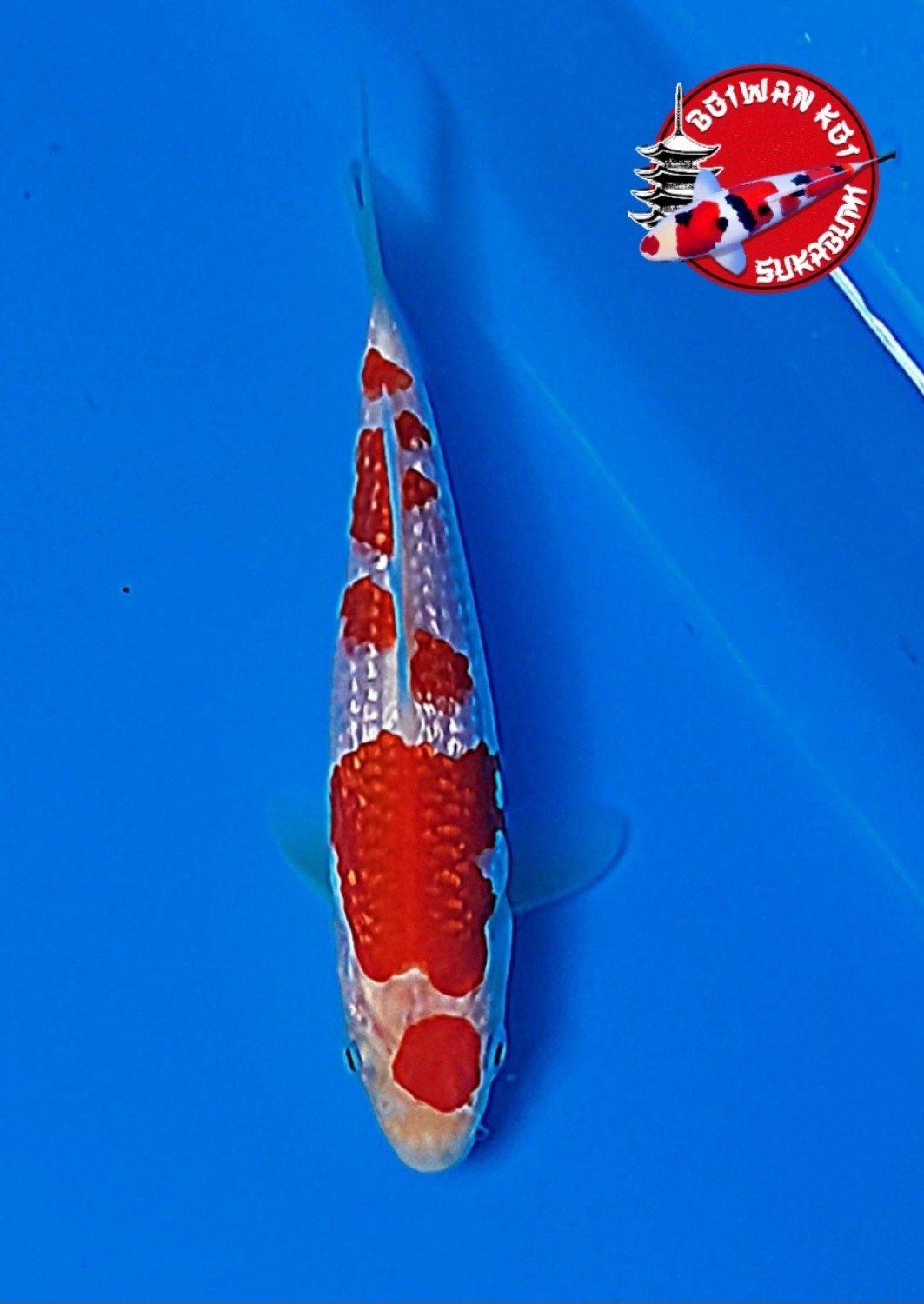 Best In Size B, 13 - 15 cm