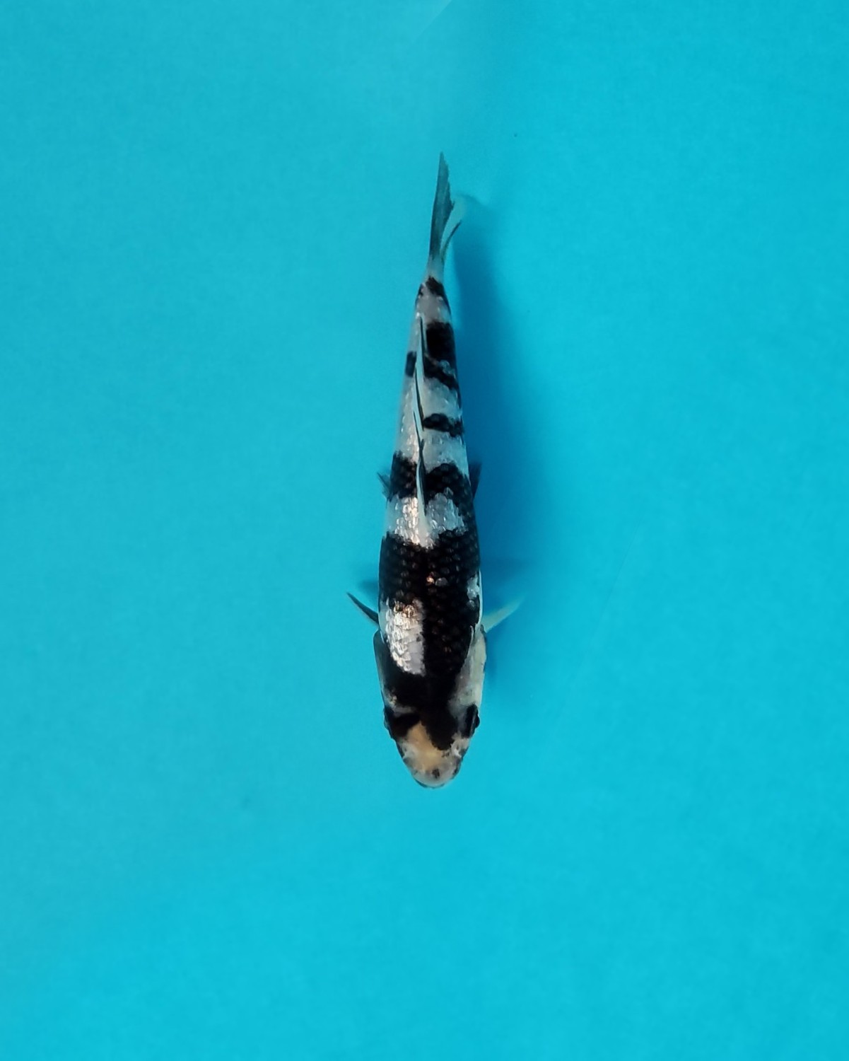 Best In Size C, Up To 12 cm