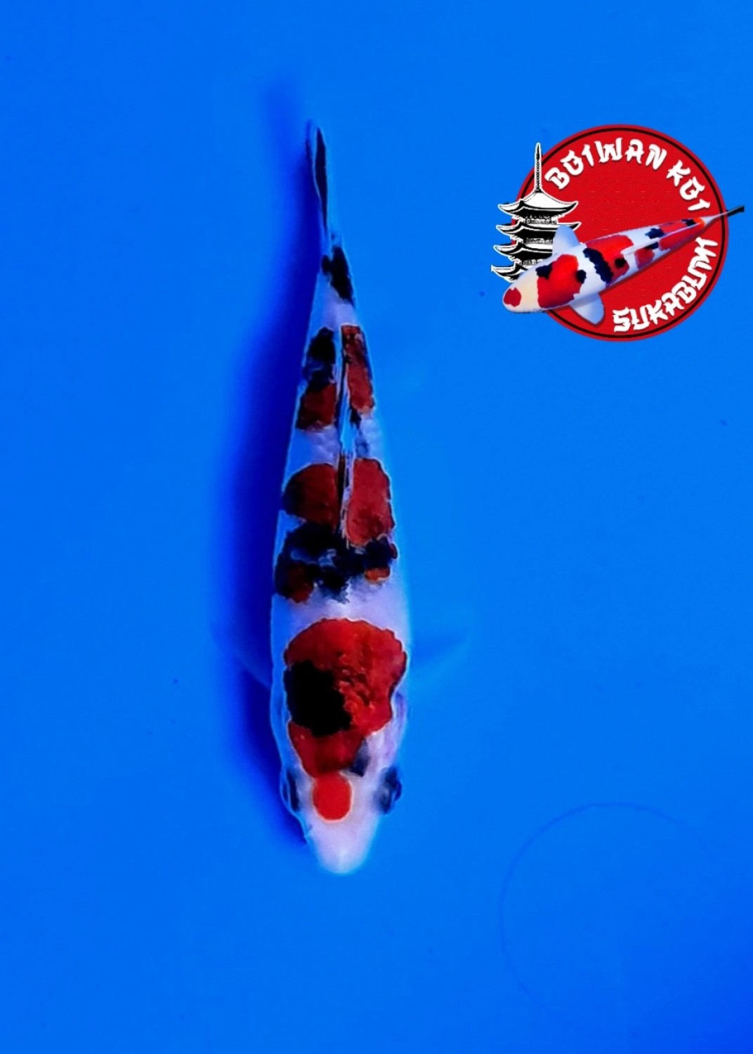 Juara 1