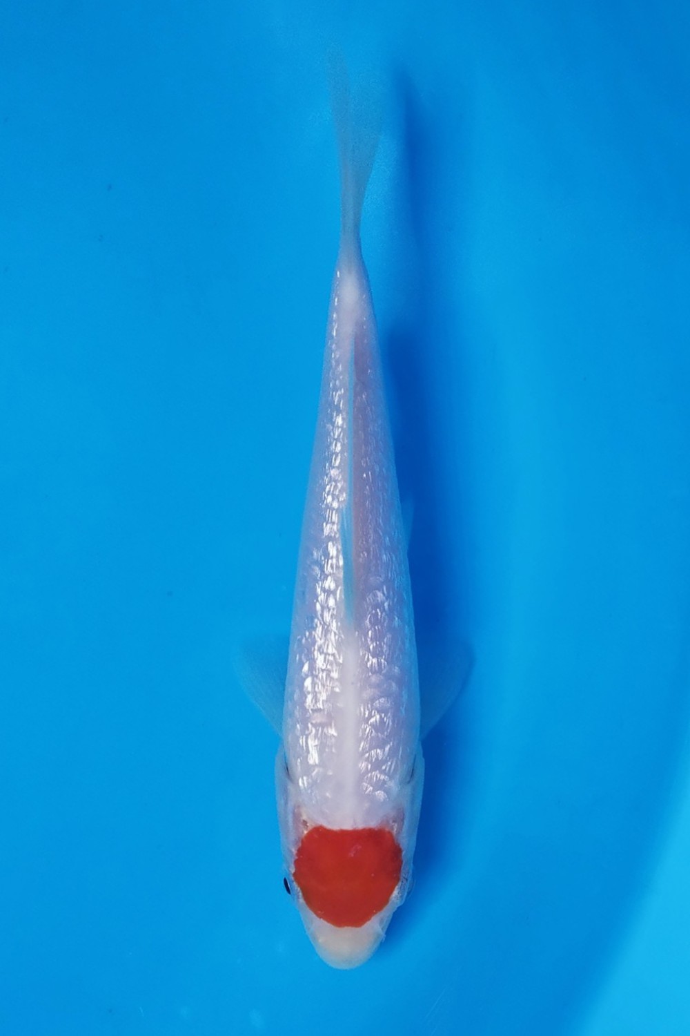 Juara 1
