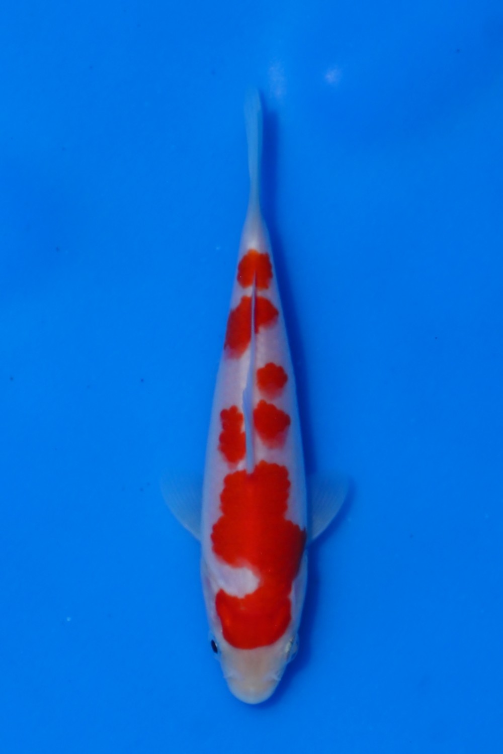Juara 4