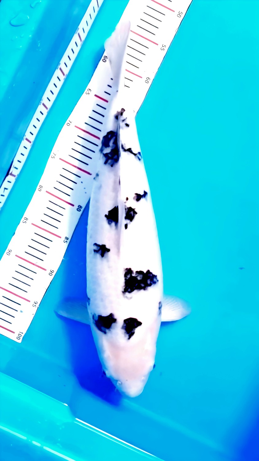 Best In Size D, 51 - 55 cm
