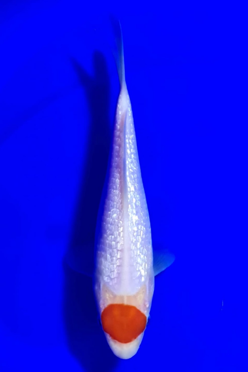 Juara 2
