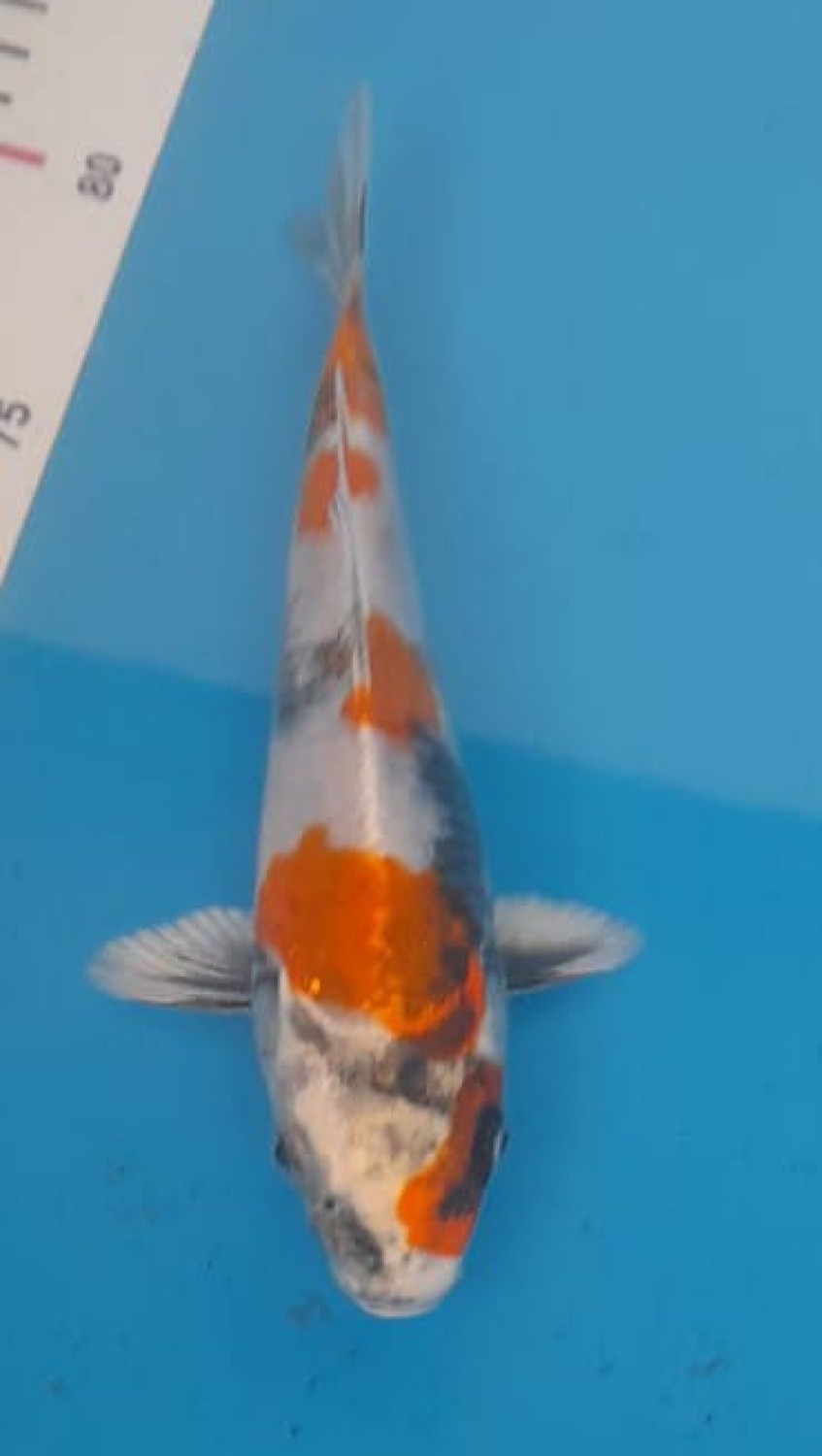 Juara 1