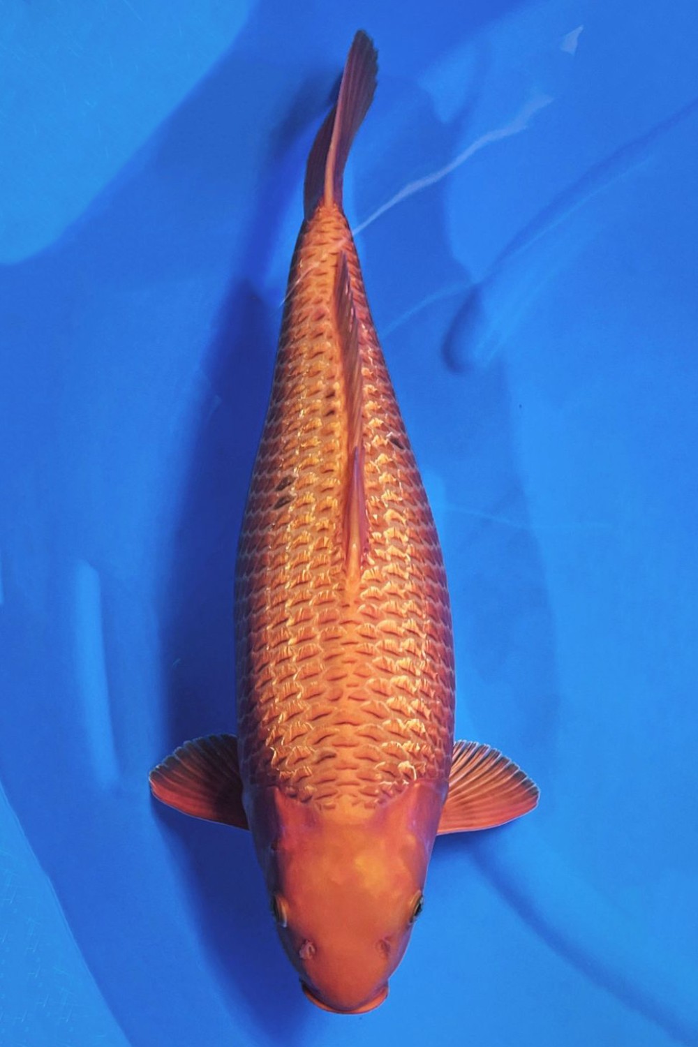 Best In Size E, 61 - 65 cm