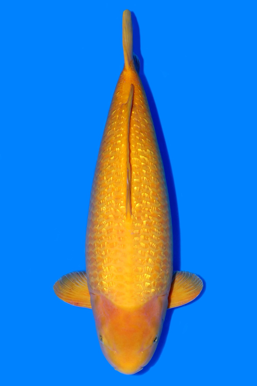 Juara 1