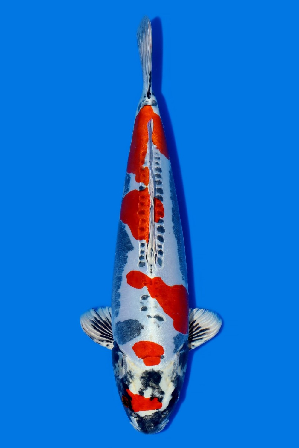 Juara 2