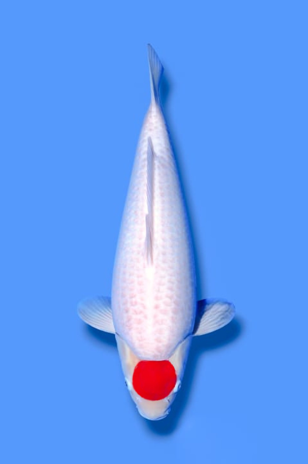 Juara 2