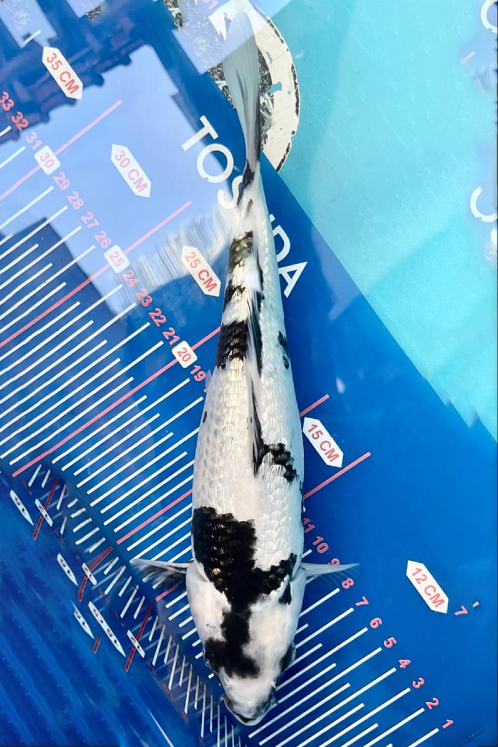 Best In Size C, 21 - 25 cm