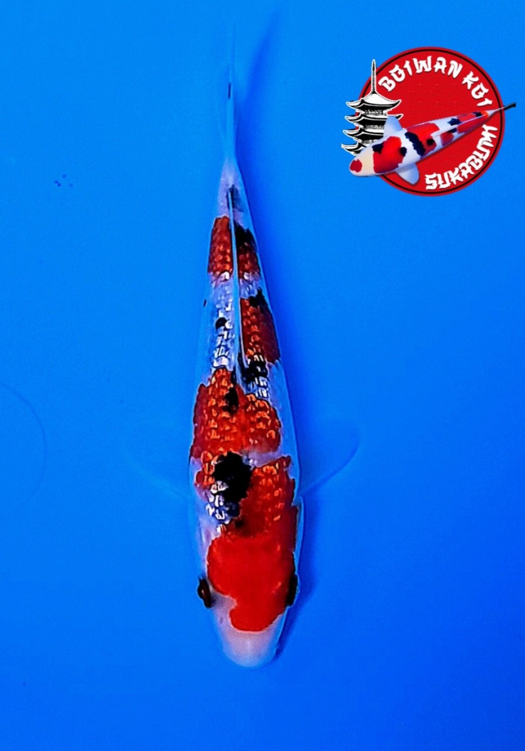 Juara 4