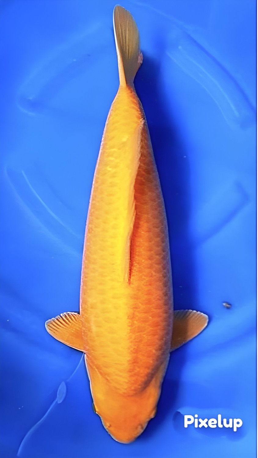Best In Size E, 56 - 60 cm