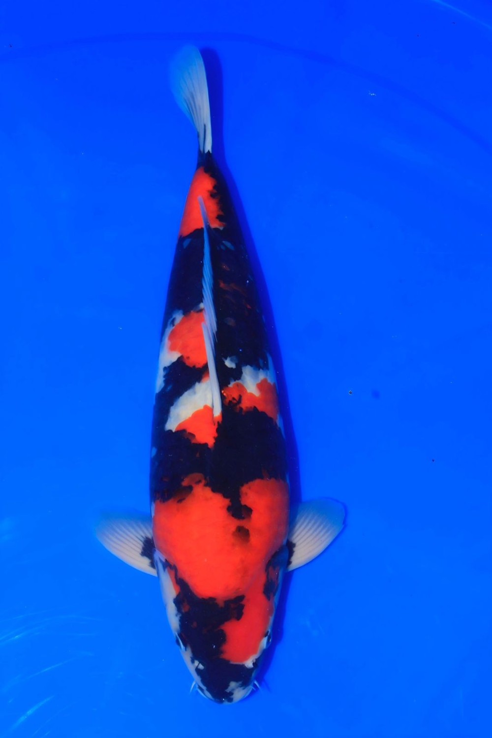 Best In Size A, 51 - 55 cm