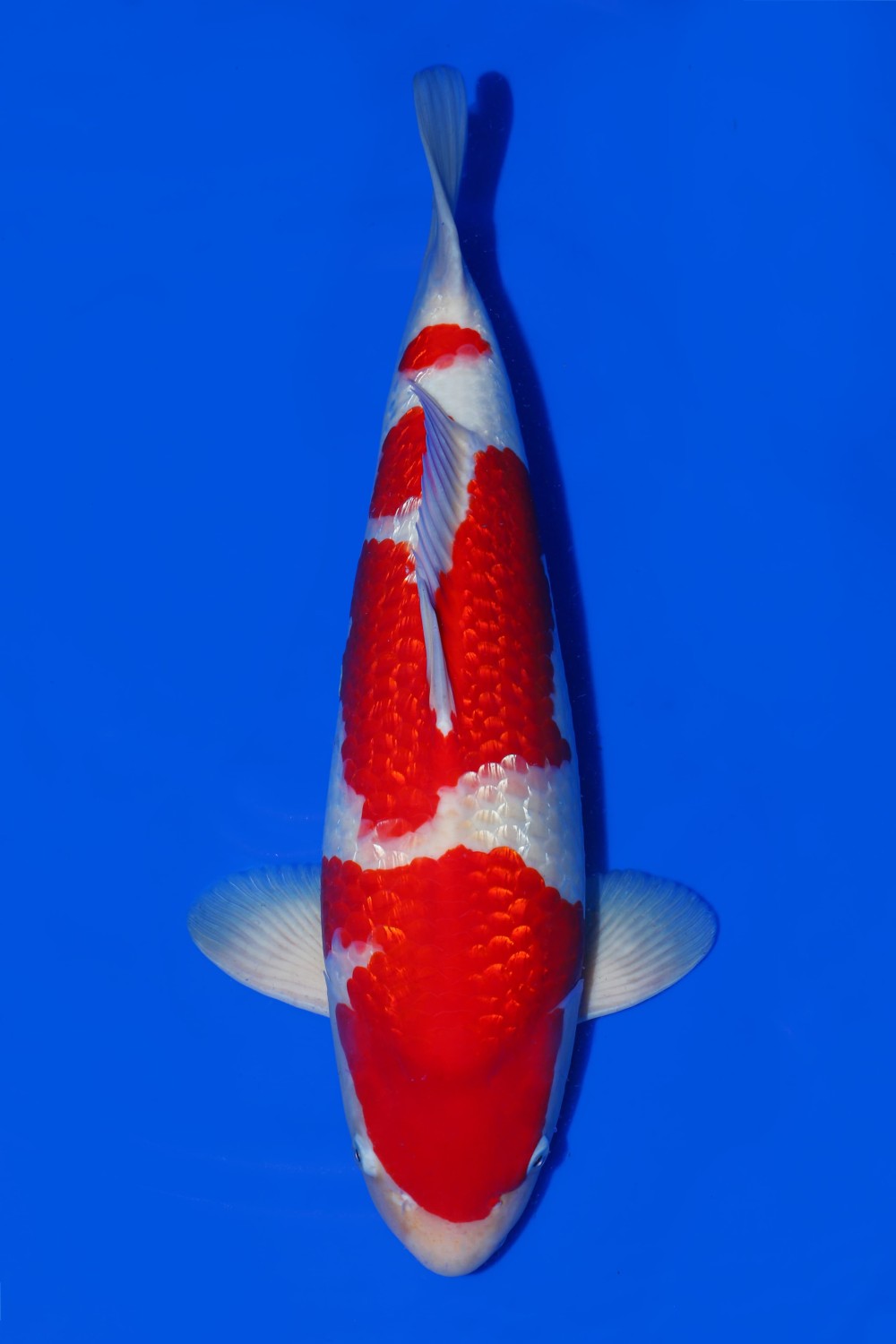 Best In Size B, 61 - 65 cm