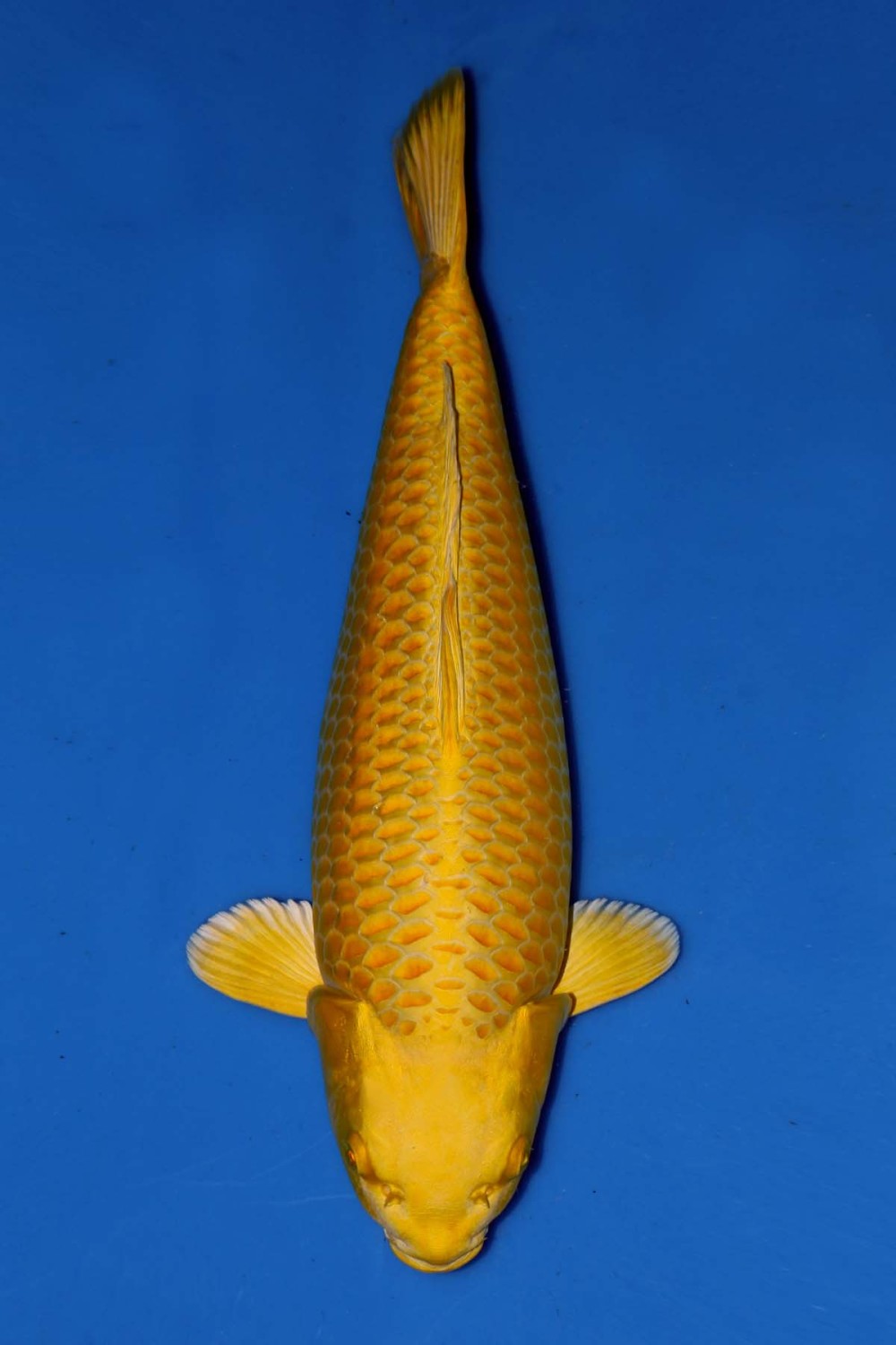 Juara 1