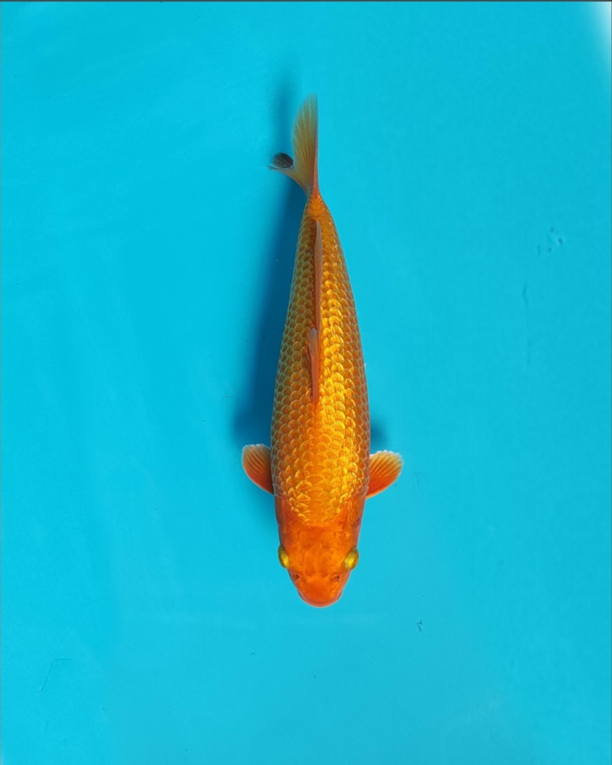 Juara 2