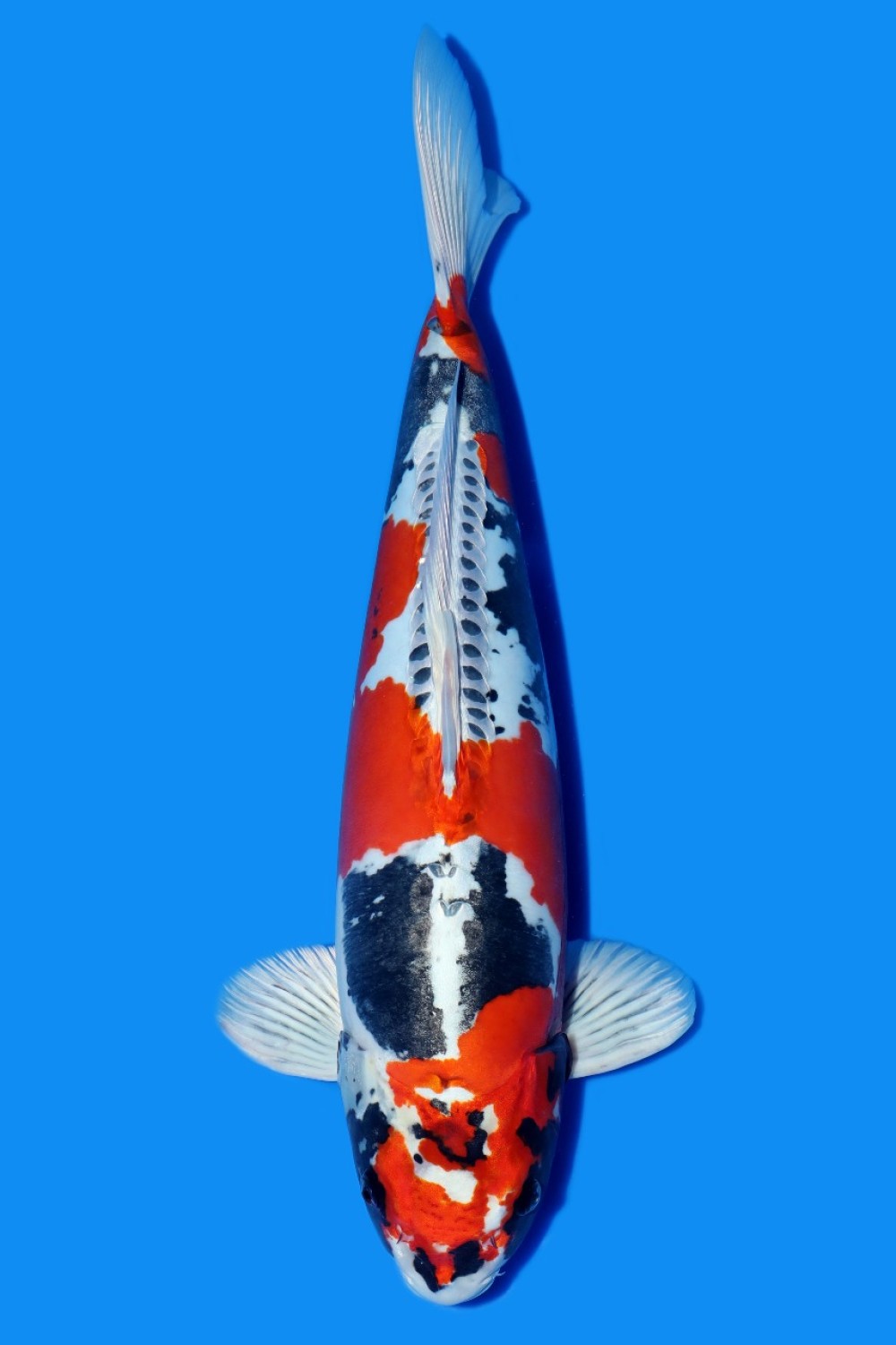 Juara 1