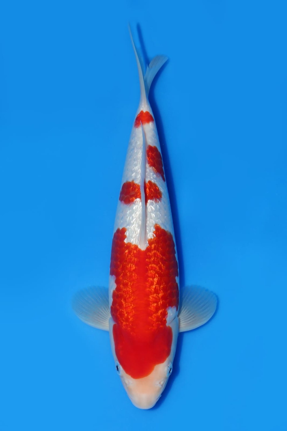 Juara 1