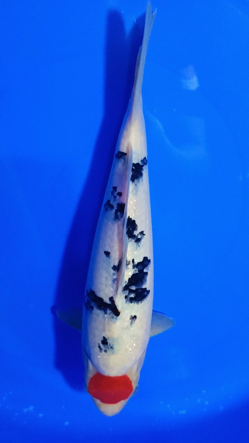 Juara 2