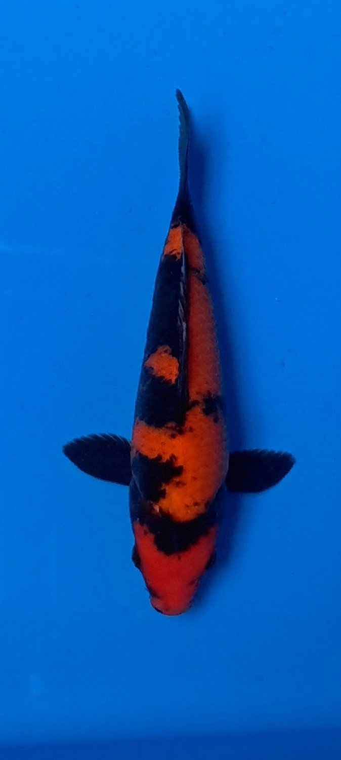 Juara 3