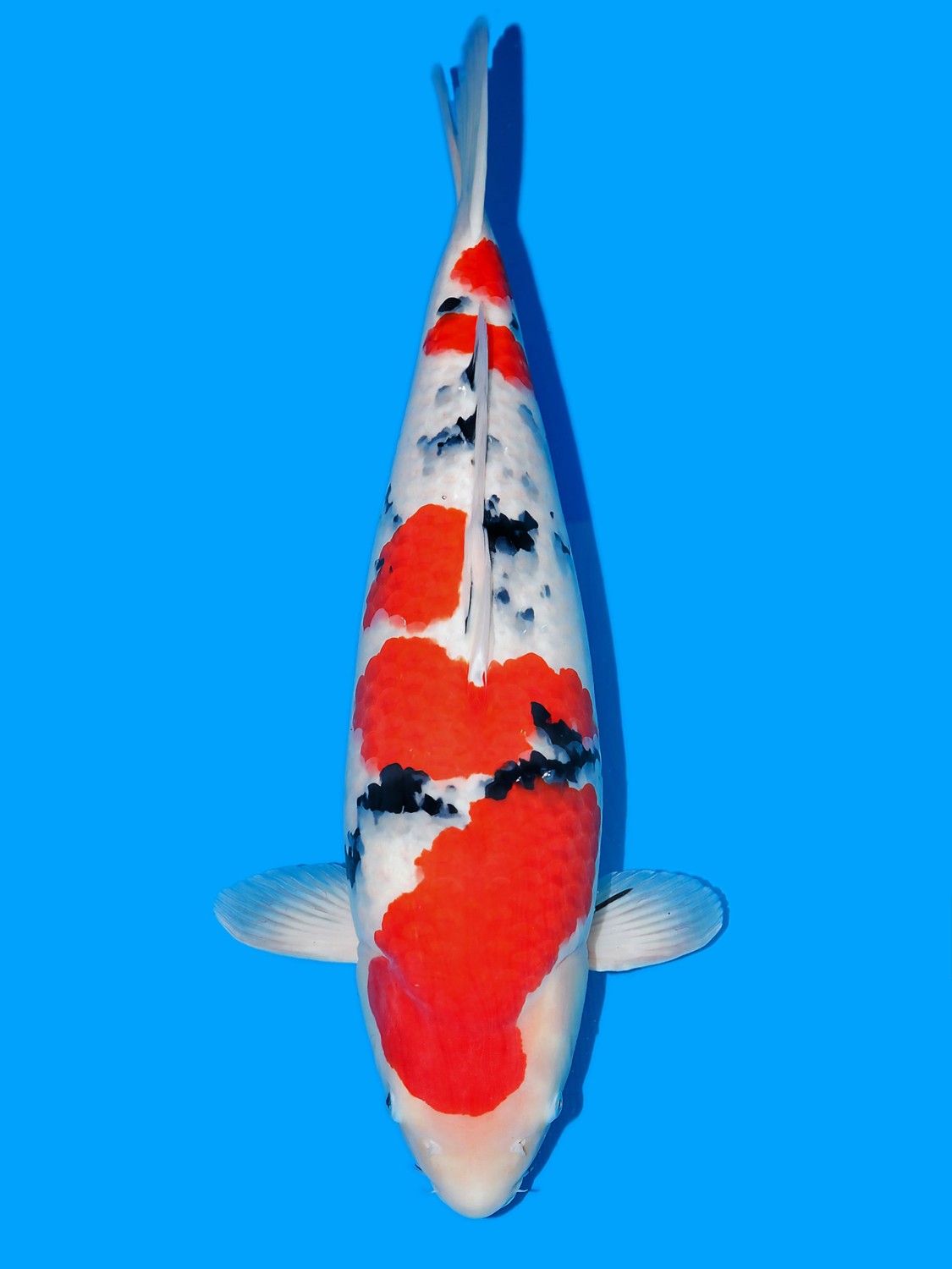 Best In Size A, 61 - 65 cm