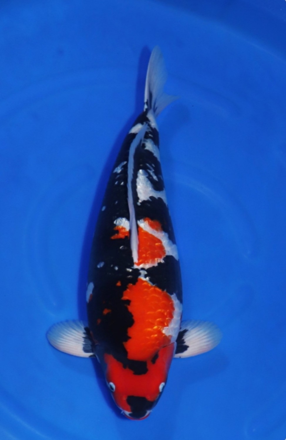 Juara 1