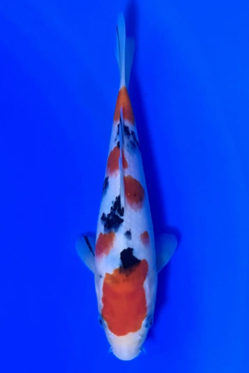 Juara 2