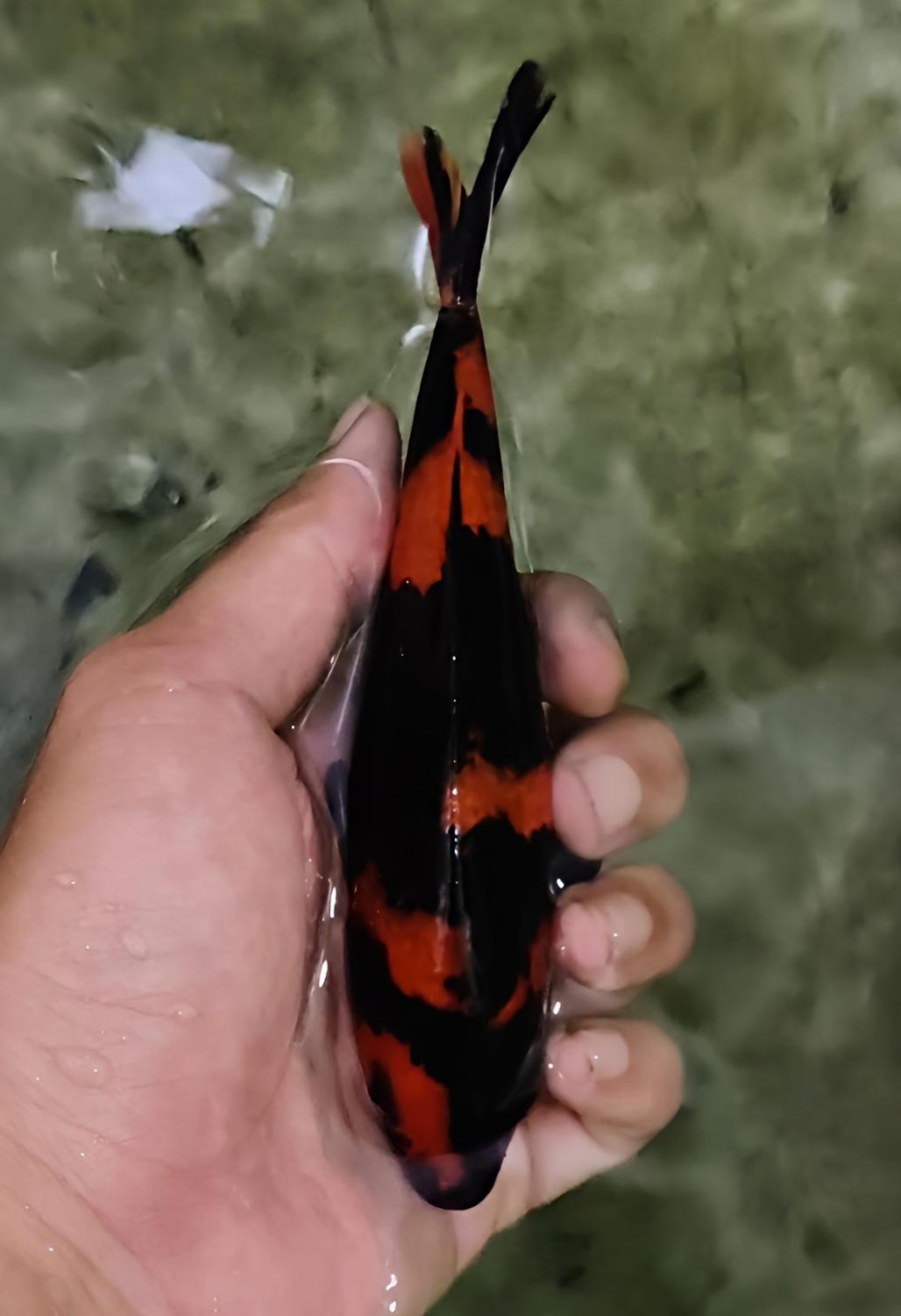 Juara 5