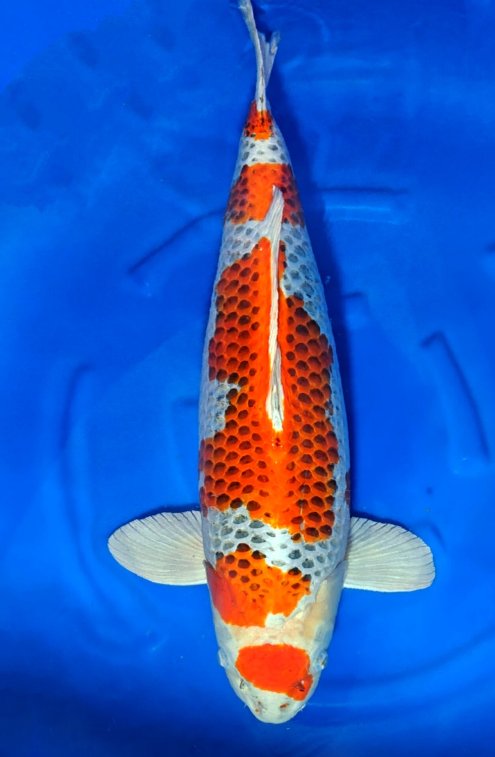 Juara 2