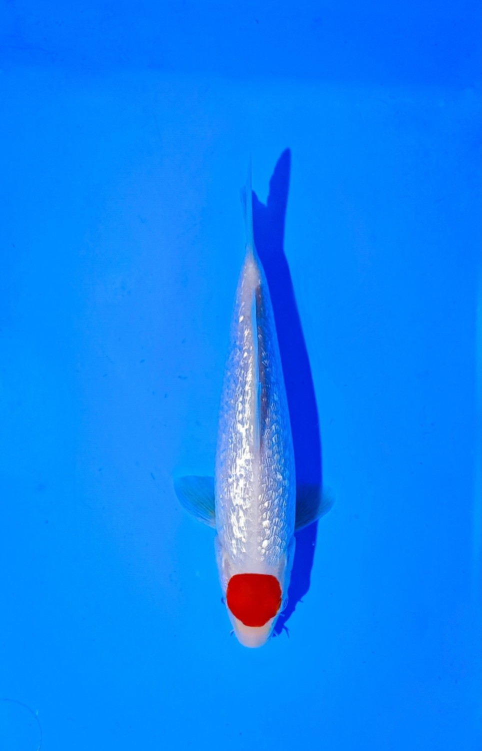 Juara 1