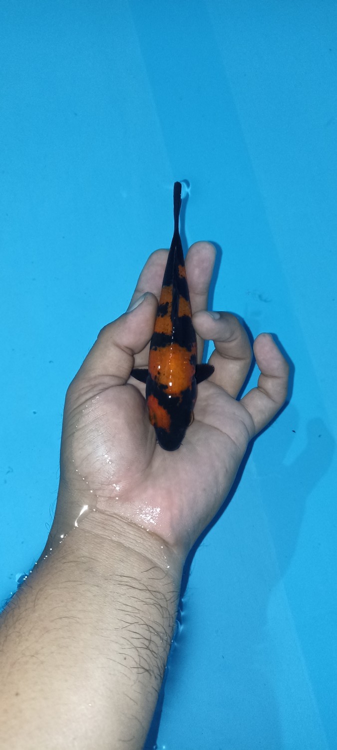 Juara 1