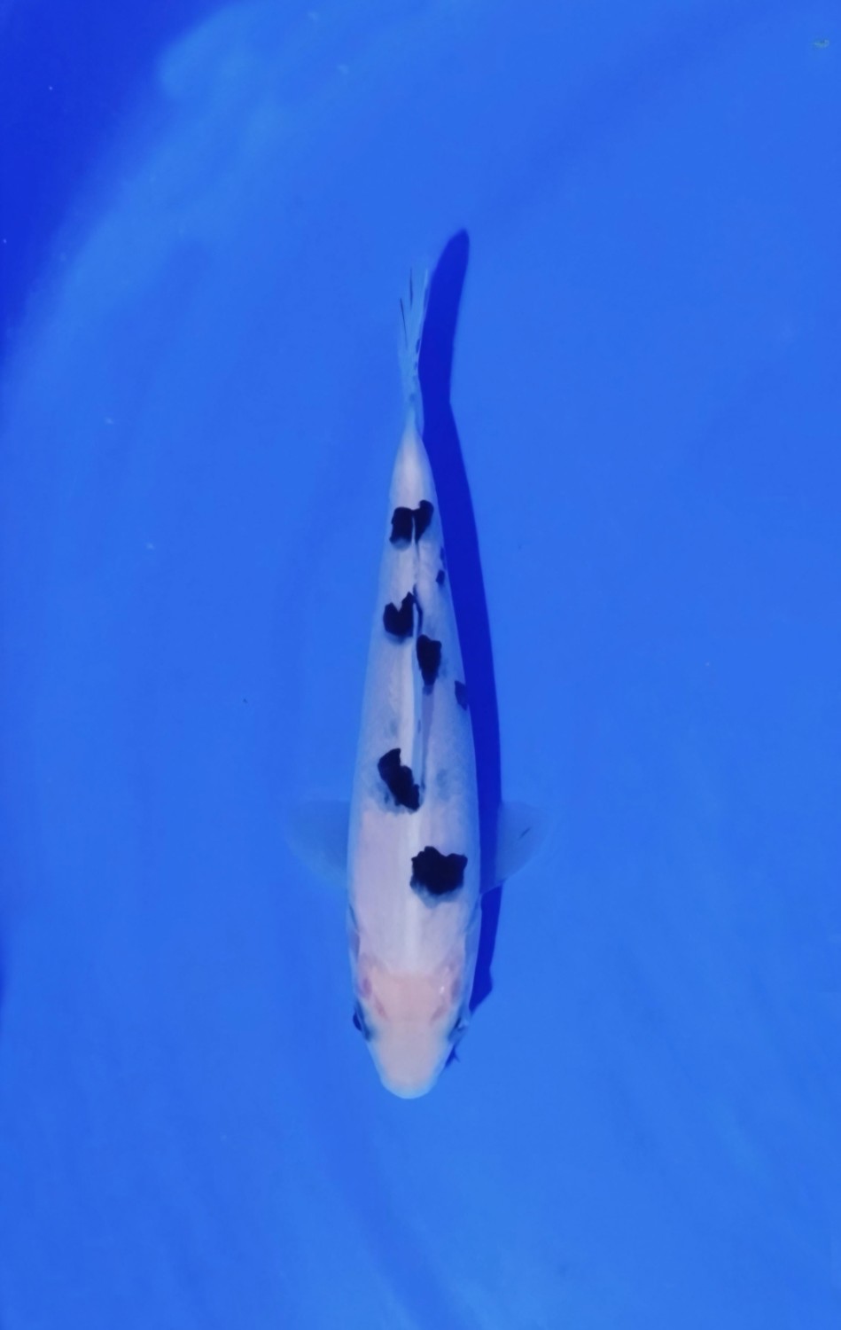 Best In Size D, 13 - 15 cm