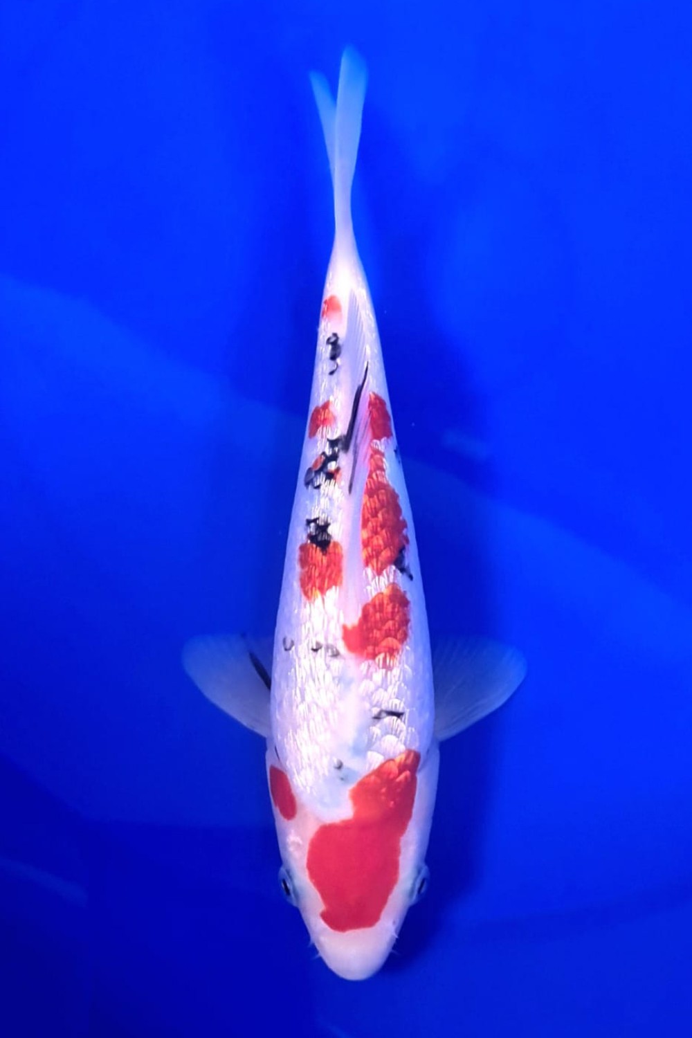 Juara 5