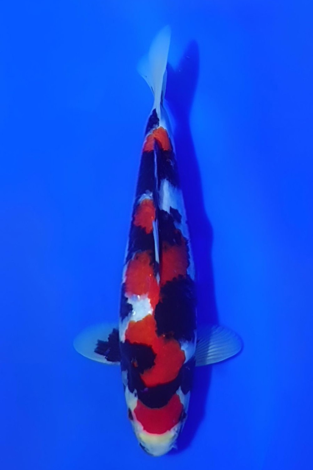Juara 1