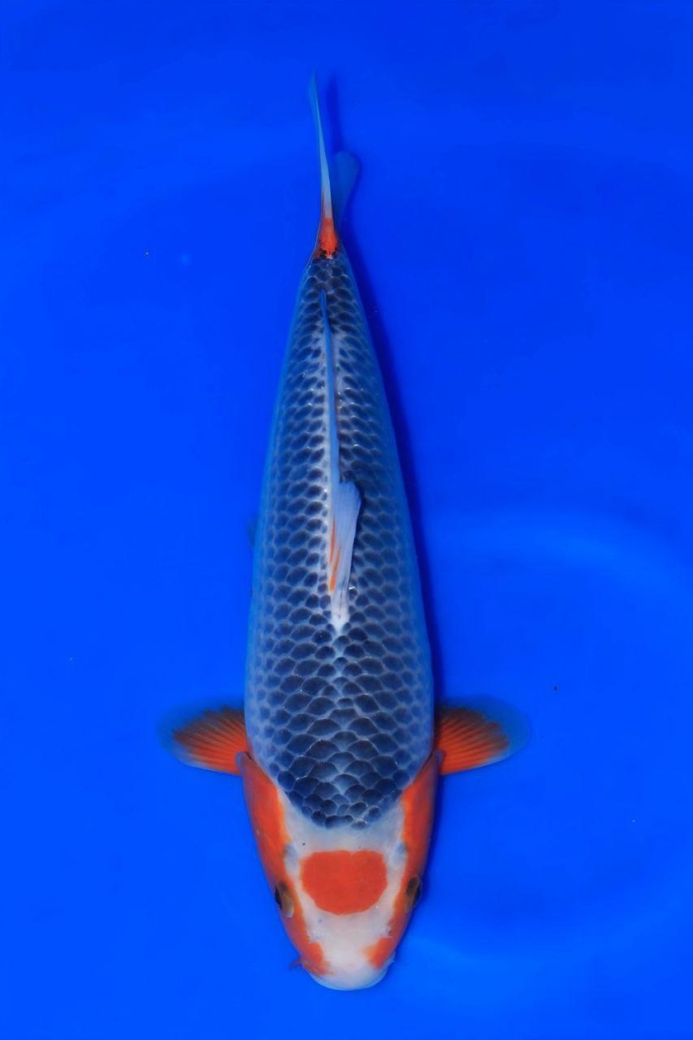 Juara 1