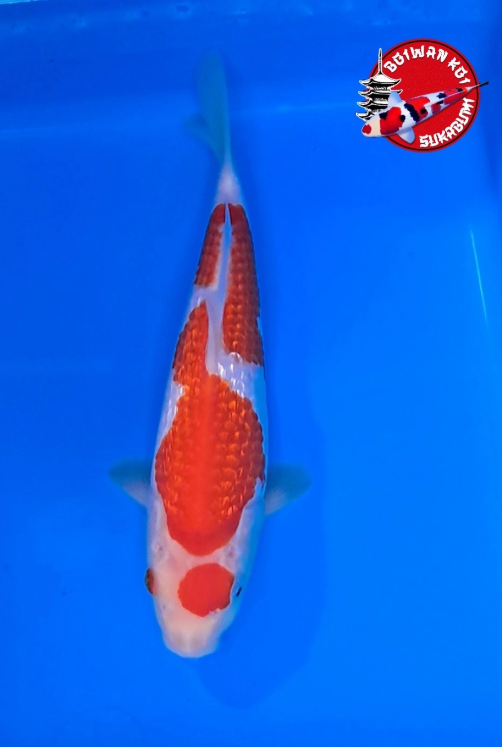 Juara 1