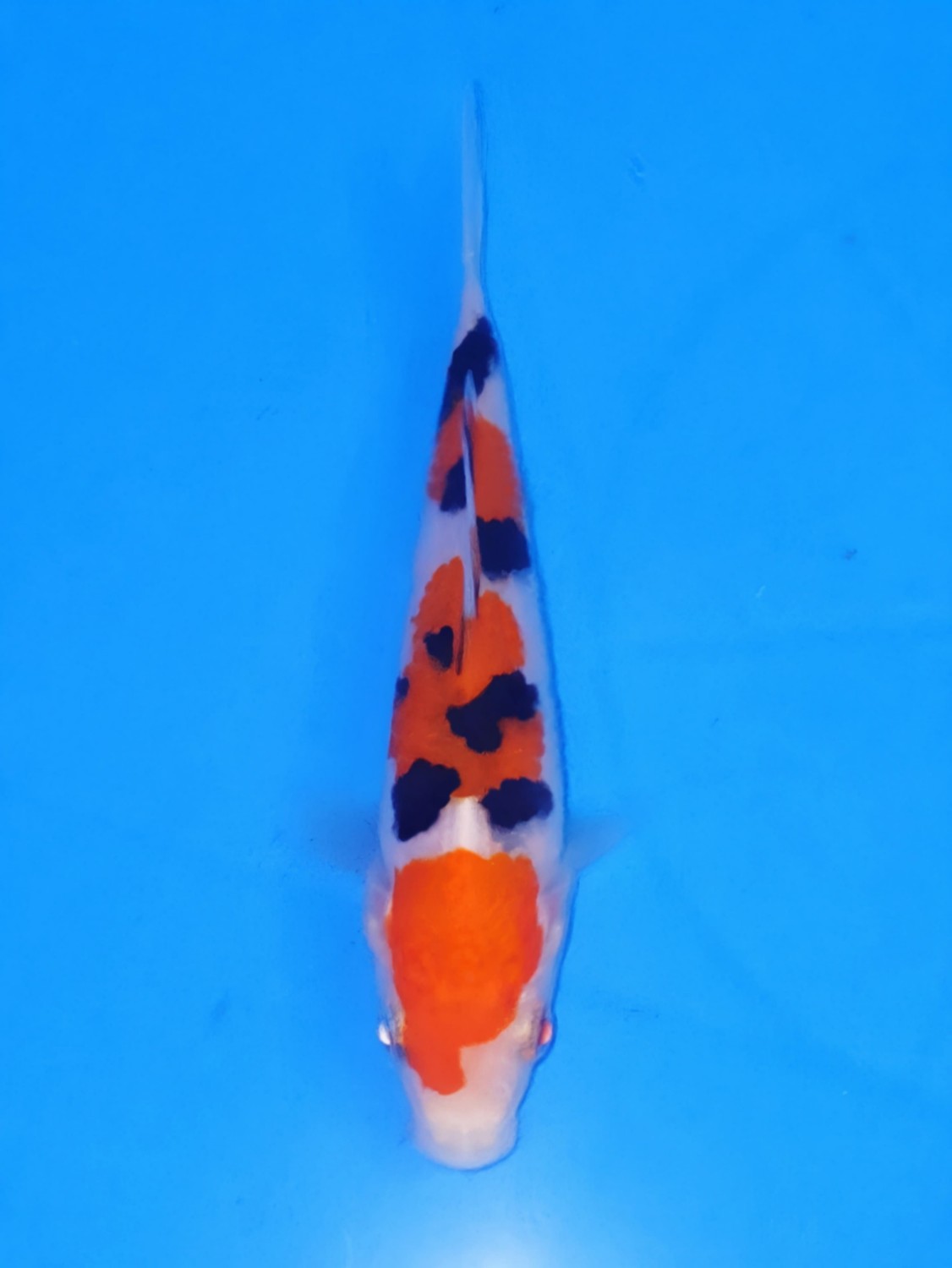 Juara 5