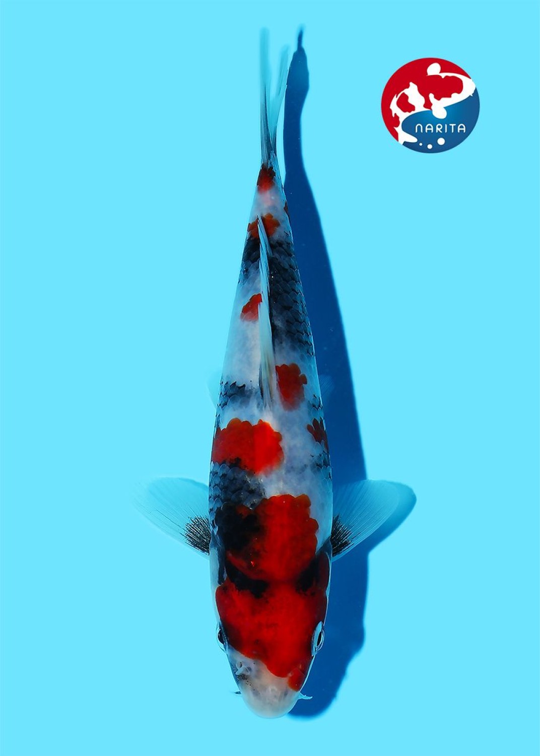 Best In Size F, 21 - 25 cm