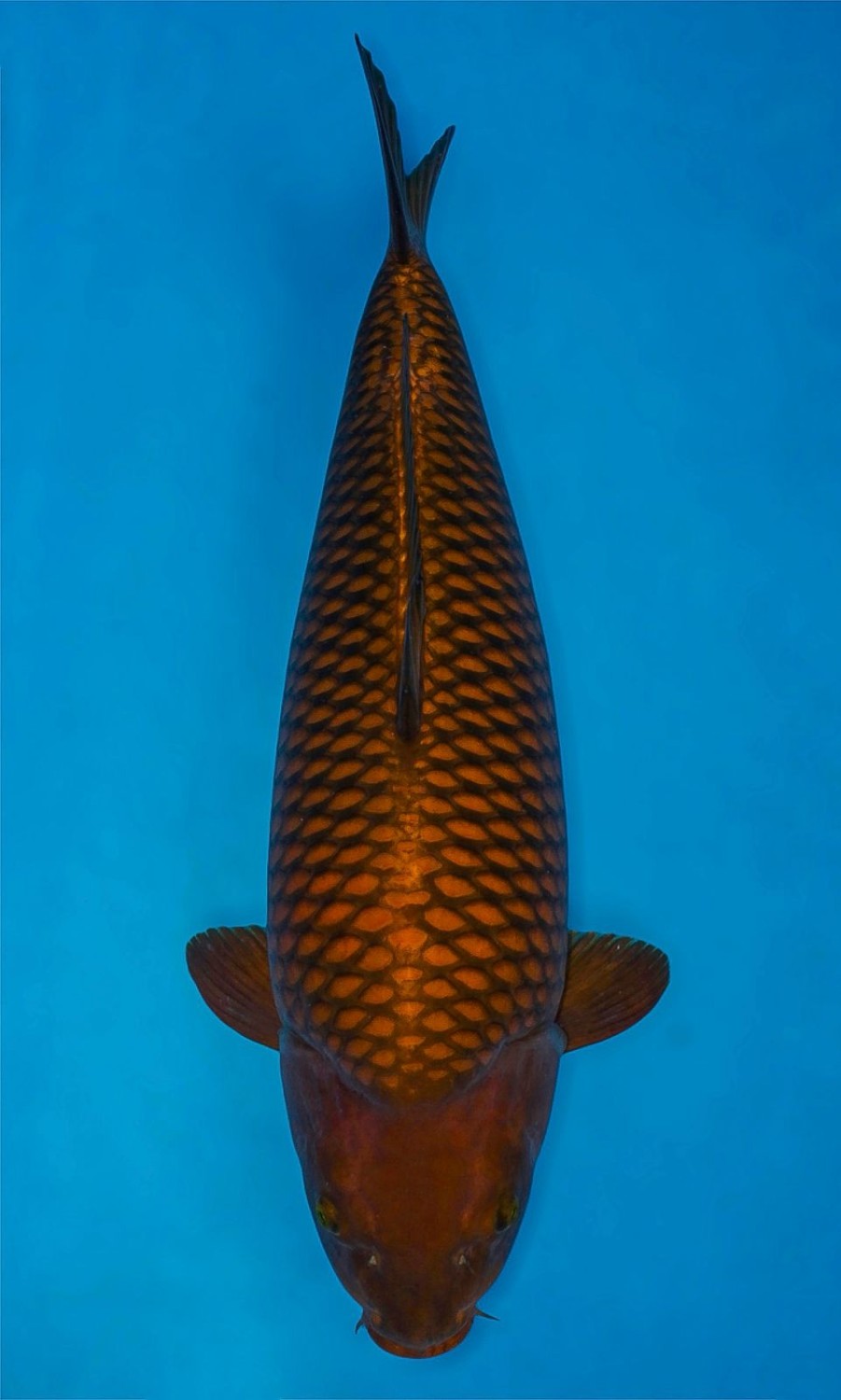 Juara 1