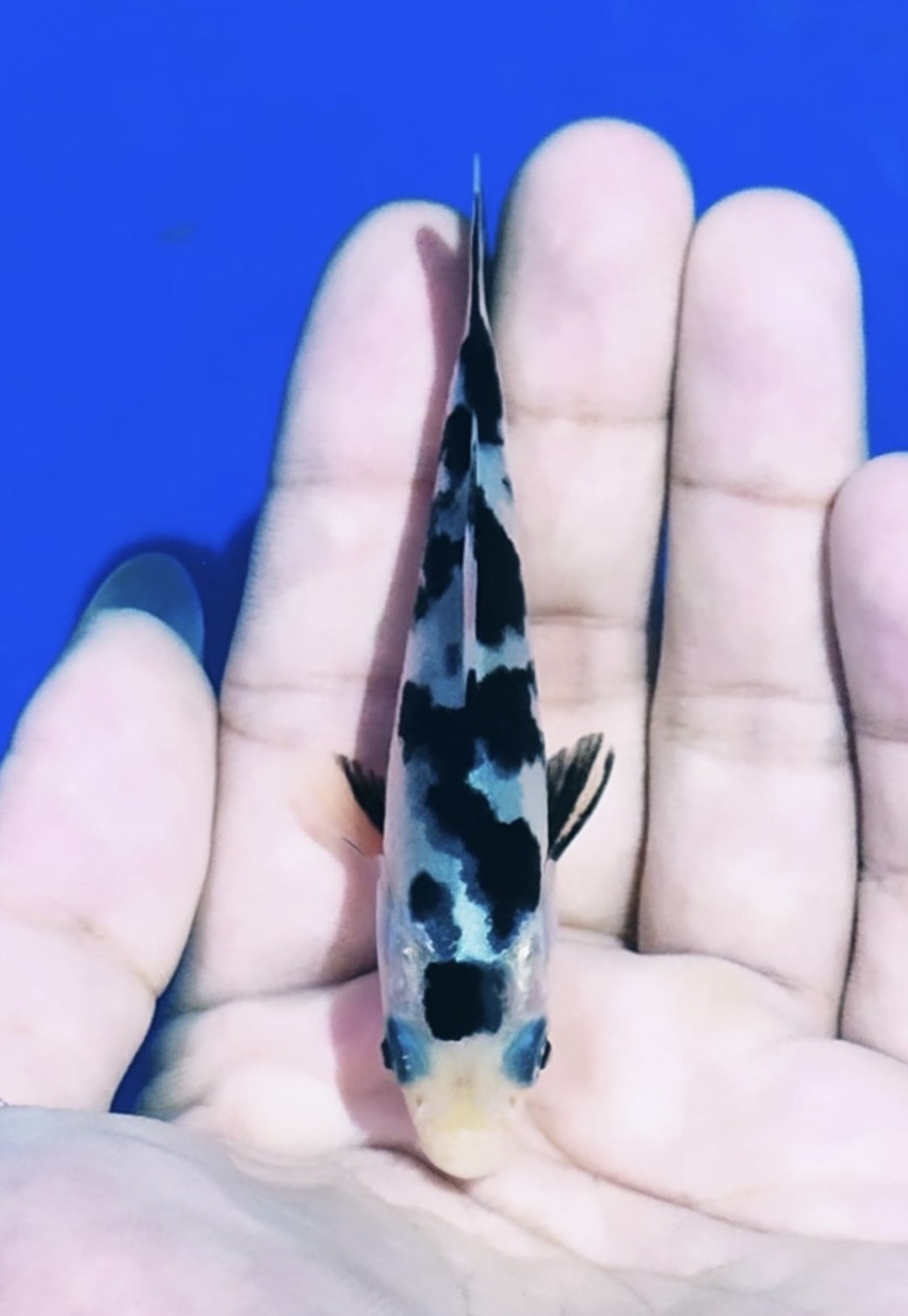 Juara 5