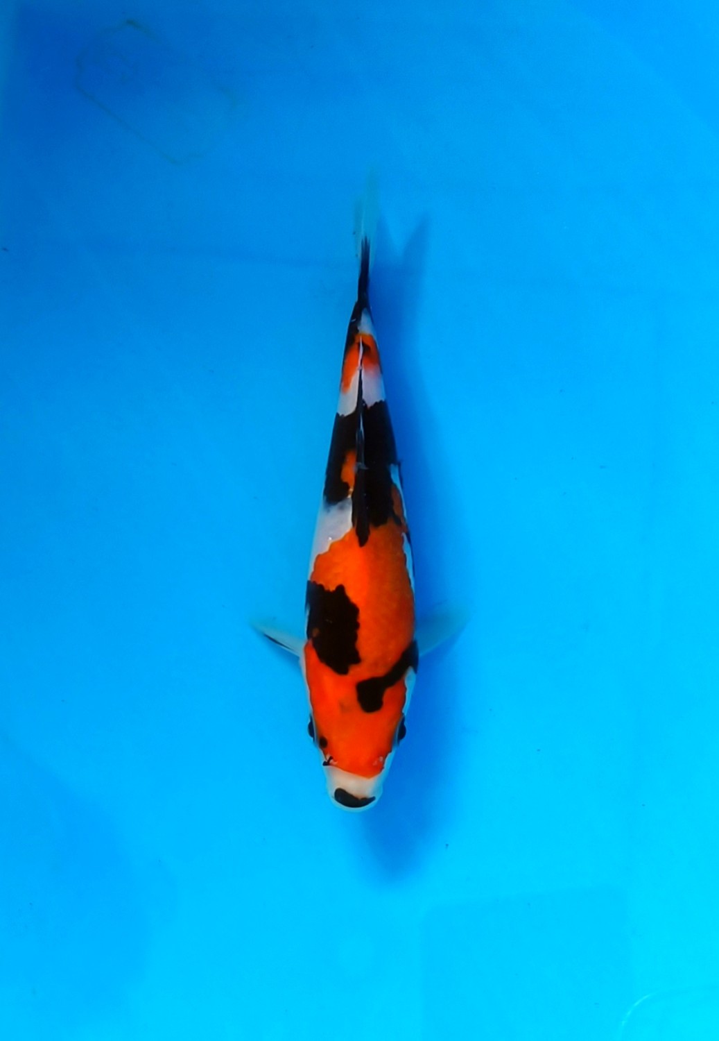 Best In Size A, 13 - 15 cm
