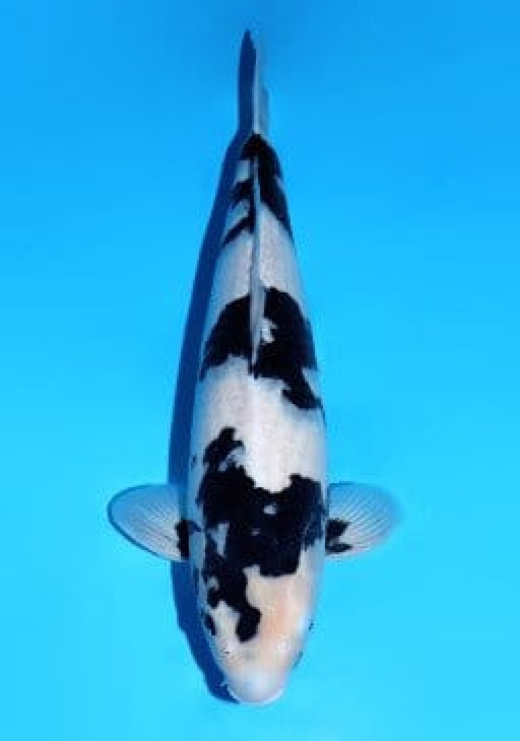 Juara 1