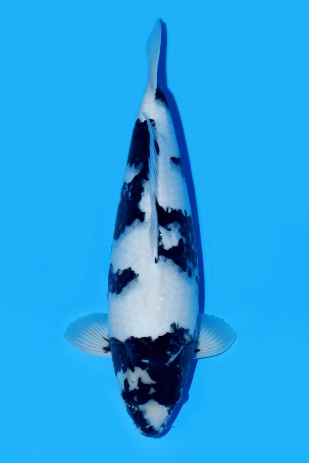 Juara 2