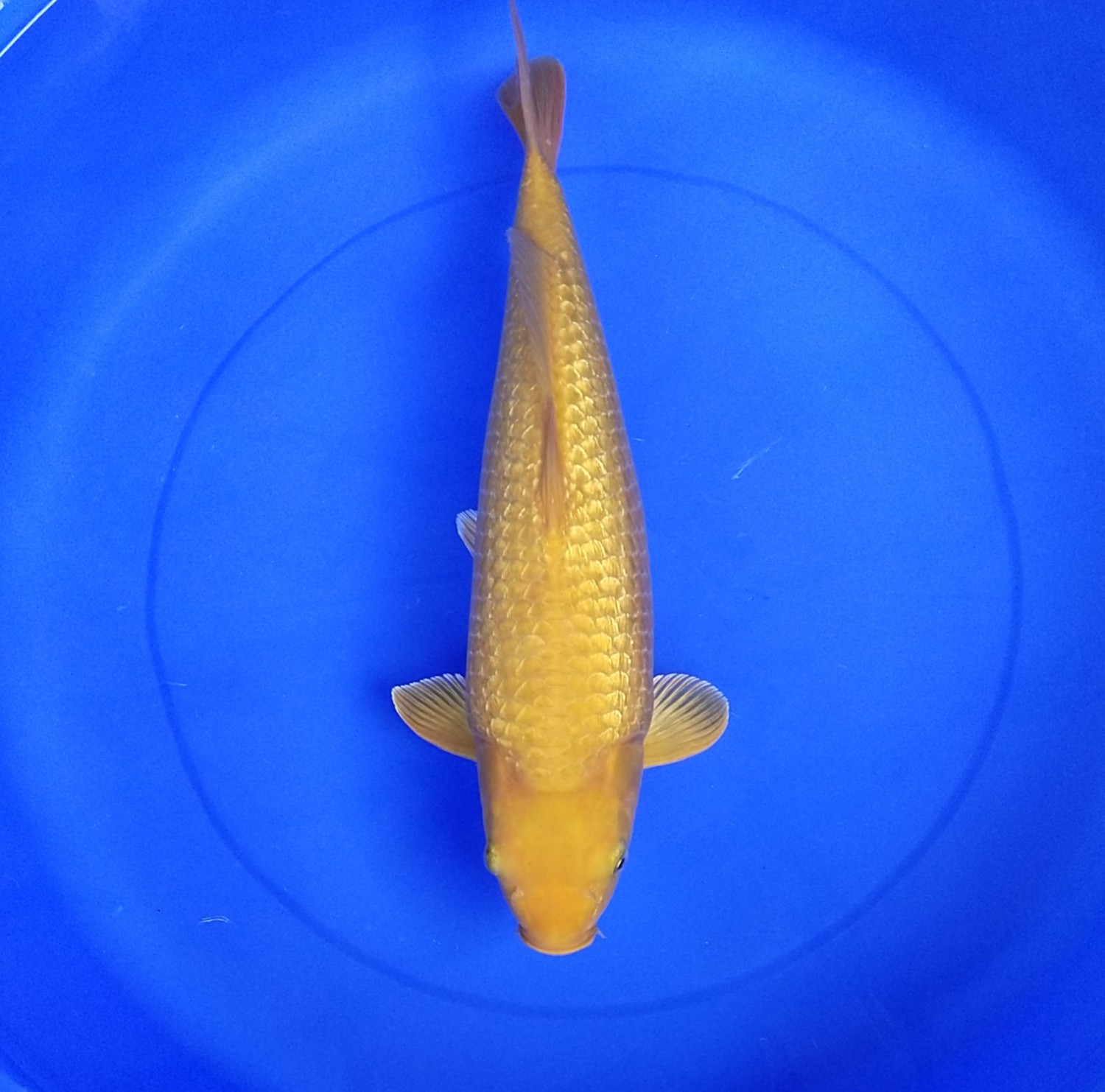 Juara 1
